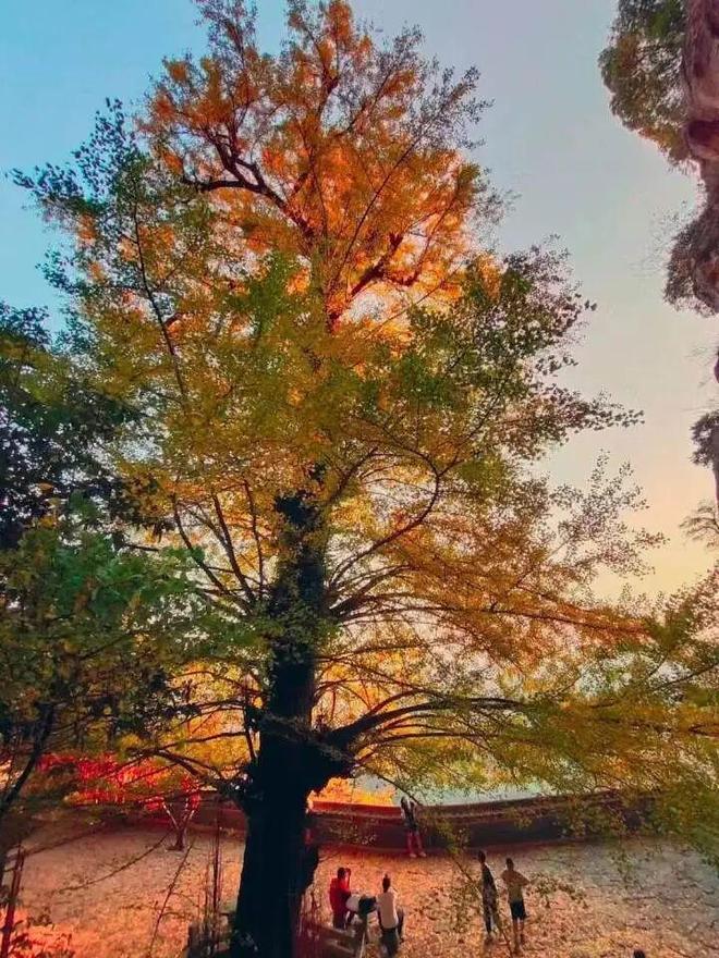 您一起“趣”登山 “杏”会大慈岩！瓦力游戏试玩跟着赛事游建德