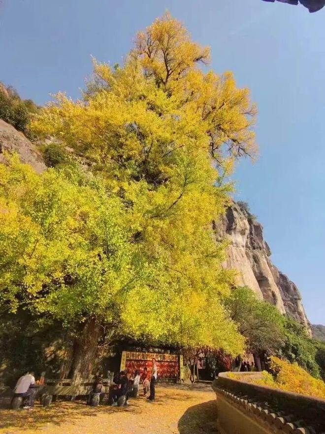 您一起“趣”登山 “杏”会大慈岩！瓦力游戏试玩跟着赛事游建德！本周邀(图7)