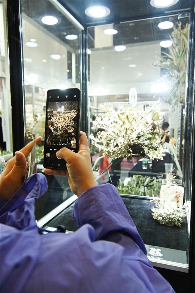 典藏款”鹿角蕨最高标价100万元瓦力棋牌锡城刮起“热植风” “(图2)