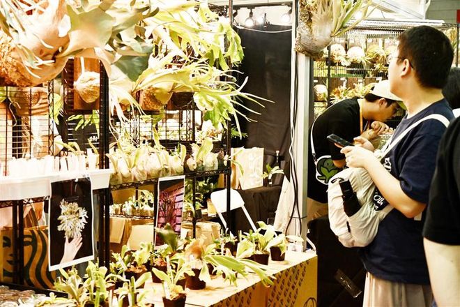 典藏款”鹿角蕨最高标价100万元瓦力棋牌